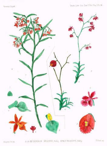 Roraima Expedition's  "EPIDENDRUM IMTHURNII" - H-Col'd Lithograph - 1884