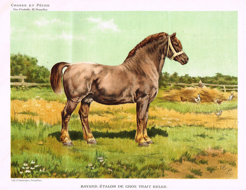 Chasse & Peche Horse - "BAYARD, ETALON DE GROS TRAIT" - Chromo - c1890
