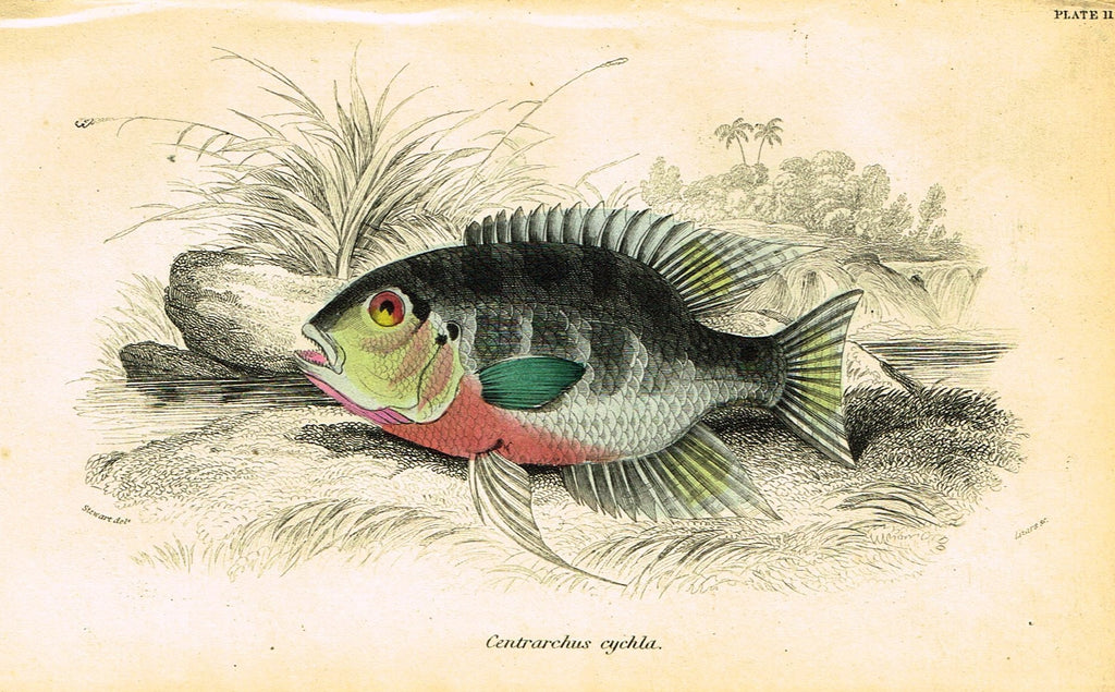 Jardine's Fish - "CENTRARCHUS CYCHLA" - Plate 11 - Hand Colored Engraving - 1834