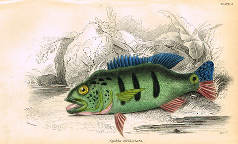 Jardine's Fish - "CYCHLA TRIFASCIATA" - Plate 9 - Hand Colored Engraving - 1834