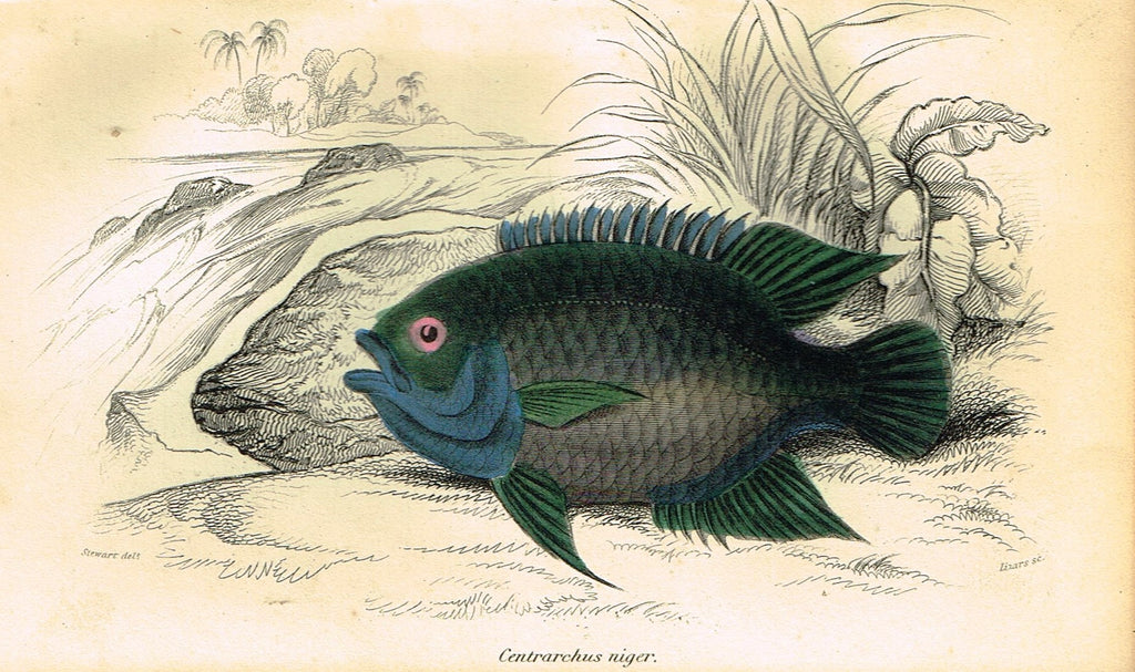 Jardine's Fish - "CENTRARCHUS NIGER" - Plate 14 - Hand Colored Engraving - 1834