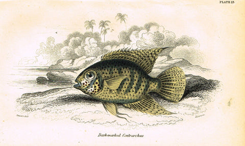 Jardine's Fish - "DARK-MARKED CENTRARCHUS" - Plate 13 - Hand Colored Engraving - 1834