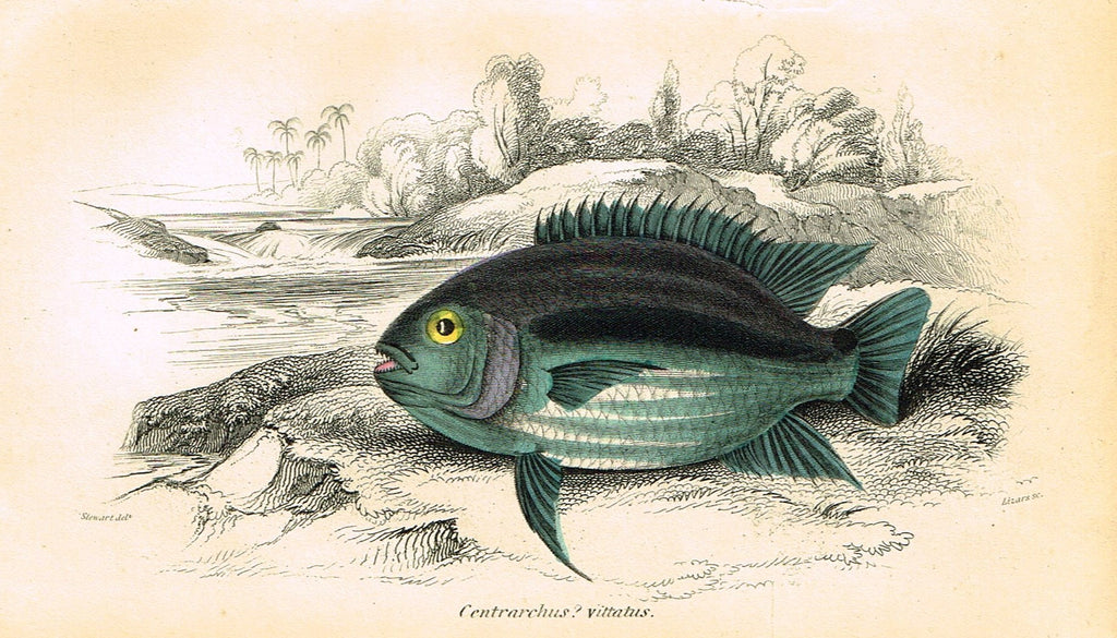 Jardine's Fish - "CENTRARCHUS VITTATUS" - Plate 14 - Hand Colored Engraving - 1834