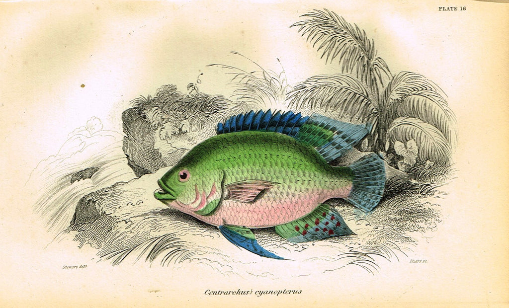 Jardine's Fish - "CENTRARCHUS CYANOPTERUS" - Plate 16 - Hand Colored Engraving - 1834