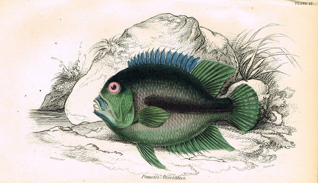 Jardine's Fish - "POMOTIS FASCIATUS" - Plate 17 - Hand Colored Engraving - 1834