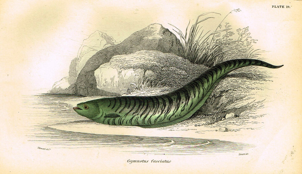 Jardine's Fish - "GYMNOTUS FASCIATUS" - Plate 19 - Hand Colored Engraving - 1834