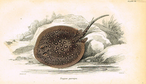 Jardine's Fish - "TRYGON GARRAPA" - Plate 21 - Hand Colored Engraving - 1834