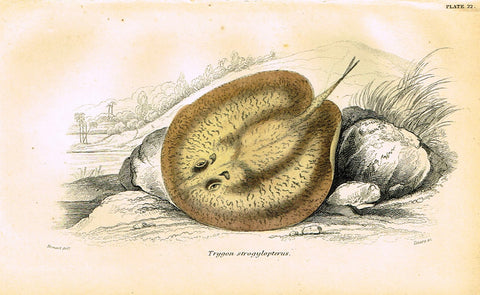 Jardine's Fish - "TRYGON STROGYLOPTERUS" - Plate 22 - Hand Colored Engraving - 1834