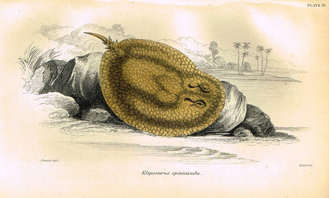 Jardine's Fish - "ELIPESURUS SPINICAUDA" - Plate 23 - Hand Colored Engraving - 1834