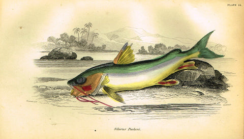 Jardine's Fish - "SILURUS PARKERI" - Plate 24 - Hand Colored Engraving - 1834