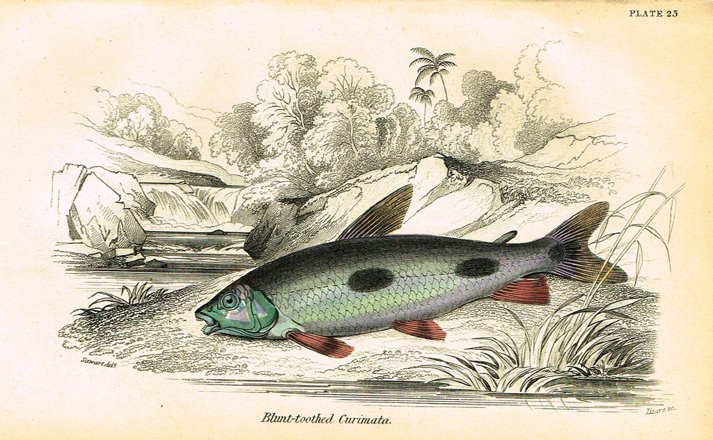 Jardine's Fish - "BLUNT-TOOTHED CURIMATA" - Plate 25 - Hand Colored Engraving - 1834