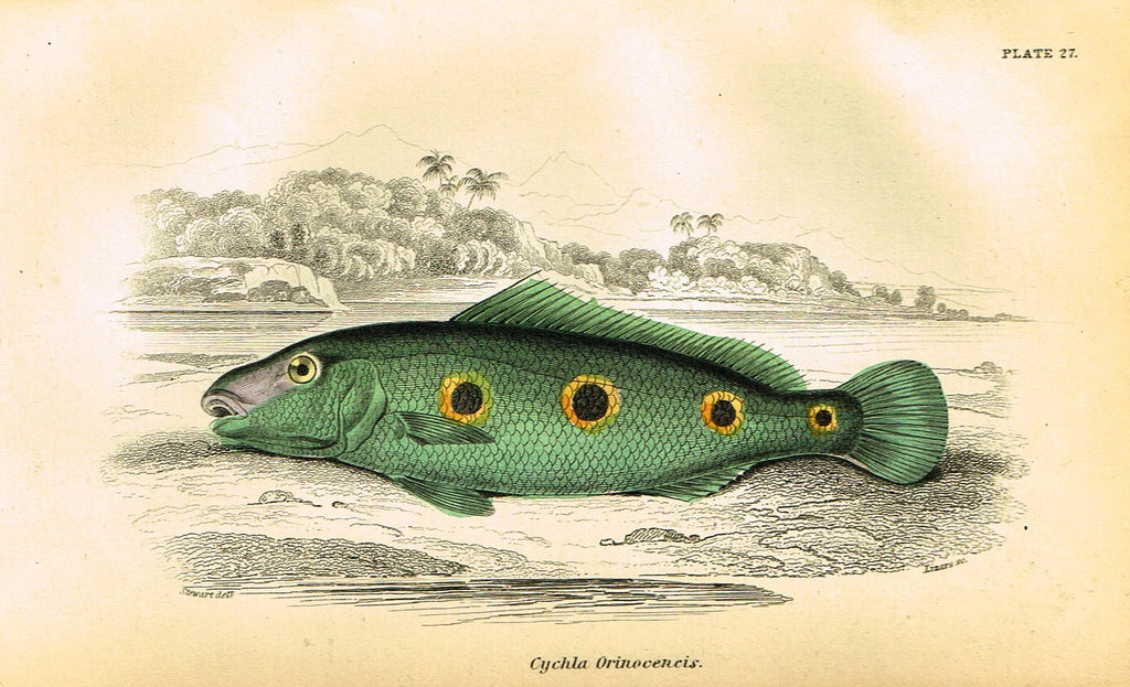 Jardine's Fish - "CYCHIA ORINOCENCIS" - Plate 27 - Hand Colored Engraving - 1834