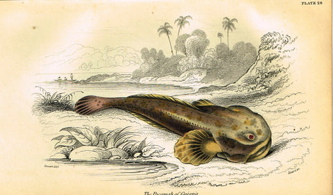 Jardine's Fish - "THE PACAMAH OF GUIANA" - Plate 28 - Hand Colored Engraving - 1834