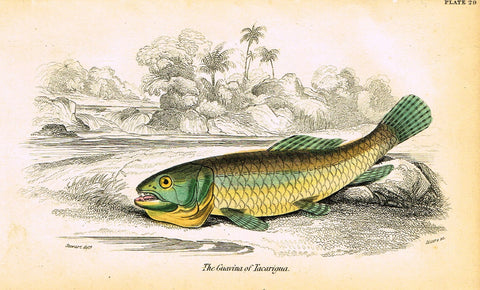 Jardine's Fish - "THE GUAVINA OF TACARIGUA" - Plate 29 - Hand Colored Engraving - 1834