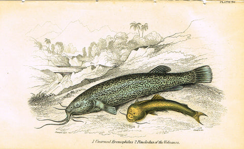 Jardine's Fish - "UNARMED EREMOPHILUS" - Plate 30 - Hand Colored Engraving - 1834