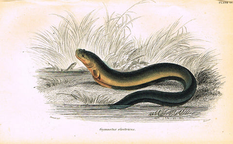 Jardine's Fish - "GYMNOTUS ELECTRICUS" - Plate 18 - Hand Colored Engraving - 1834