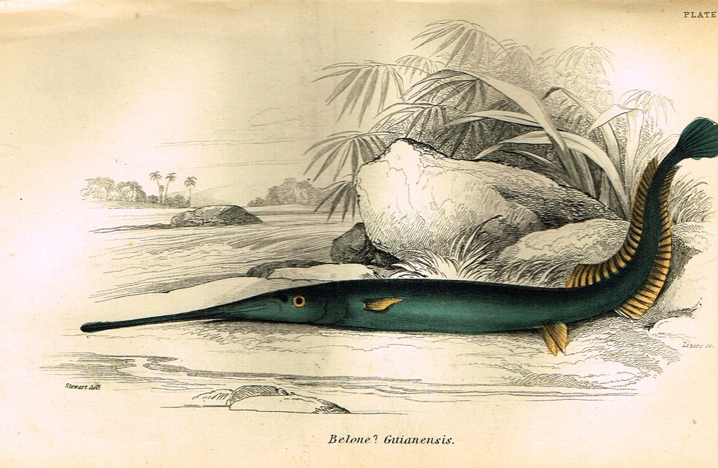 Jardine's Fish - "BELONE GUTIANENSIS" - Plate 1 - Hand Colored Engraving - 1834