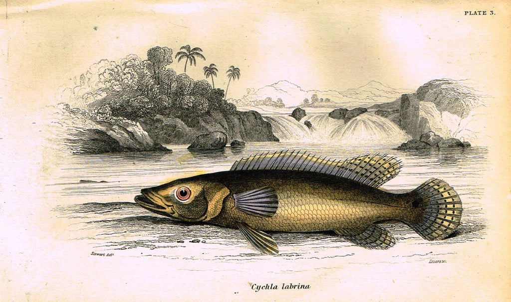 Jardine's Fish - "CYCHLA LABRINA" - Plate 3 - Hand Colored Engraving - 1834
