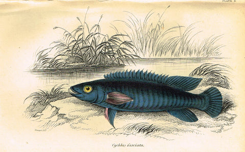 Jardine's Fish - "CYCHLAE FASCIATA" - Plate 4 - Hand Colored Engraving - 1834