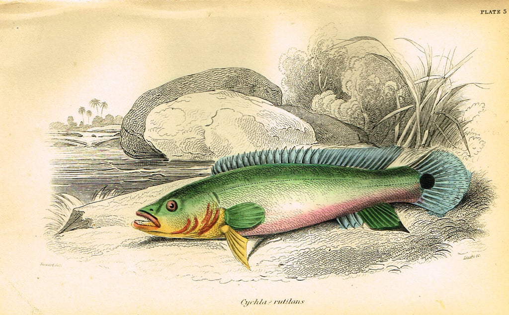 Jardine's Fish - "CYCHLA RUTILANS" - Plate 5 - Hand Colored Engraving - 1834