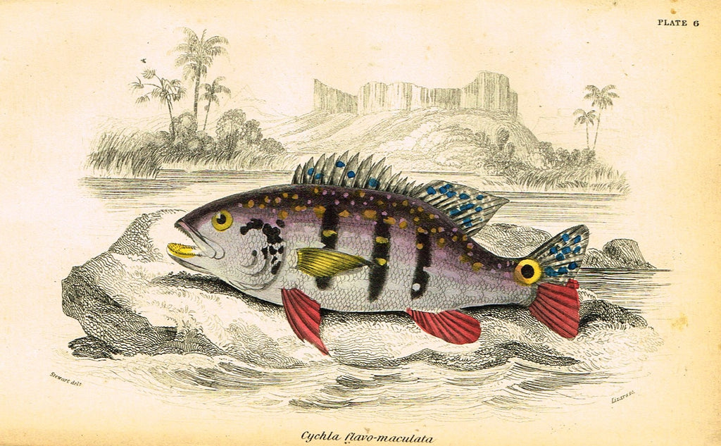 Jardine's Fish - "CYCHLA FLAVO-MACULATA" - Plate 6 - Hand Colored Engraving - 1834