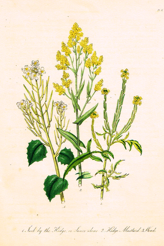 Louden's  Wild Flowers - "WOAD" -  Hand Colored Lithograph - 1846