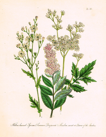 Louden's  Wild Flowers - "COMMON DROPWORT" -  Hand Colored Lithograph - 1846