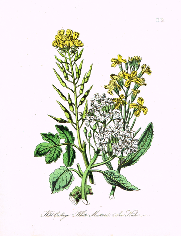 Louden's  Wild Flowers - "SEA KALE" -  Hand Colored Lithograph - 1846