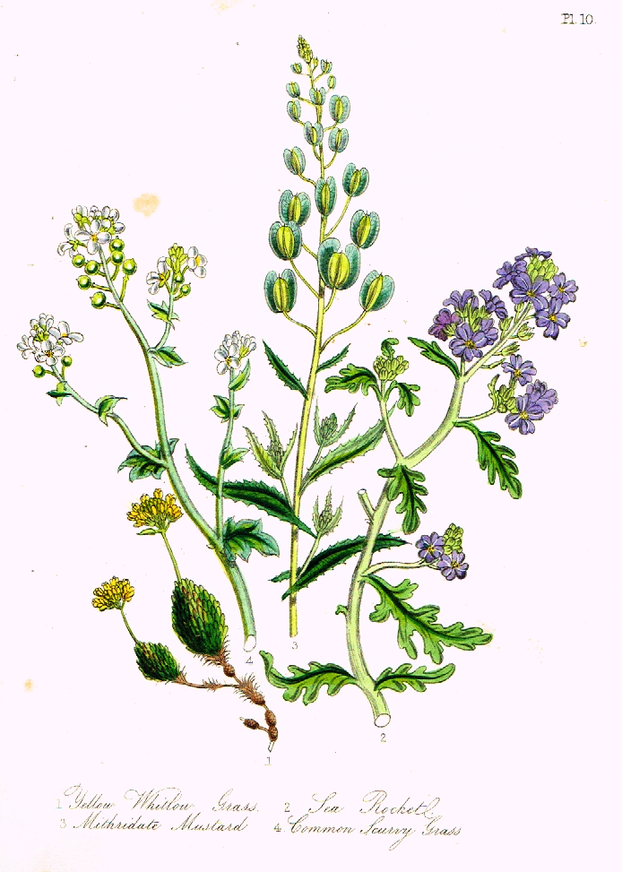 Louden's  Wild Flowers - "SCURVY GRASS" -  Hand Colored Lithograph - 1846