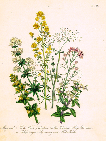 Louden's  Wild Flowers - "MUG WEED" -  Hand Colored Lithograph - 1846