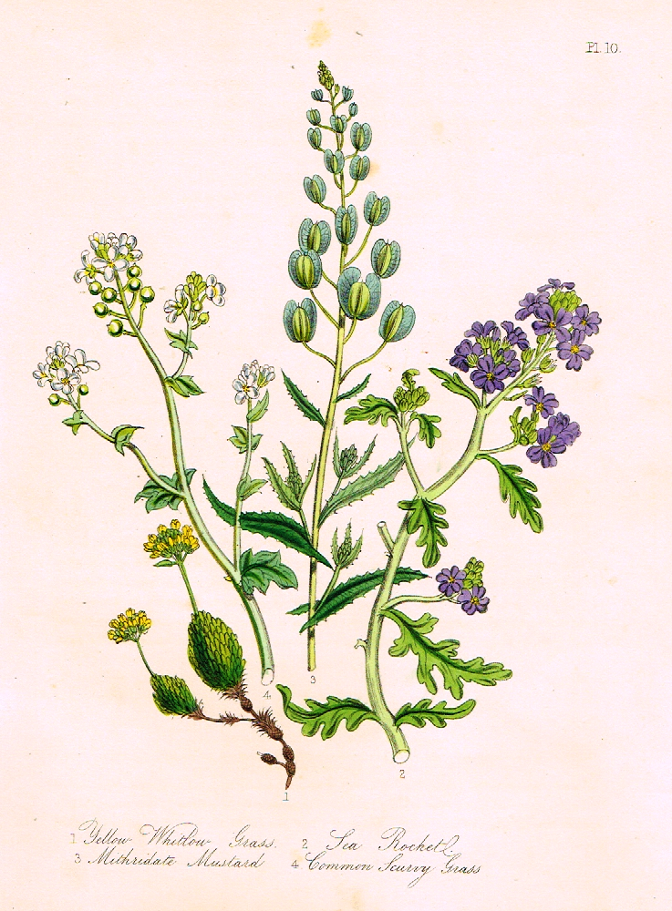Louden's  Wild Flowers - "SEA ROCKET" -  Hand Colored Lithograph - 1846