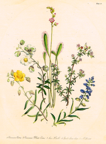 Louden's  Wild Flowers - "SEA HEATH & MILKWORTH" -  Hand Colored Lithograph - 1846