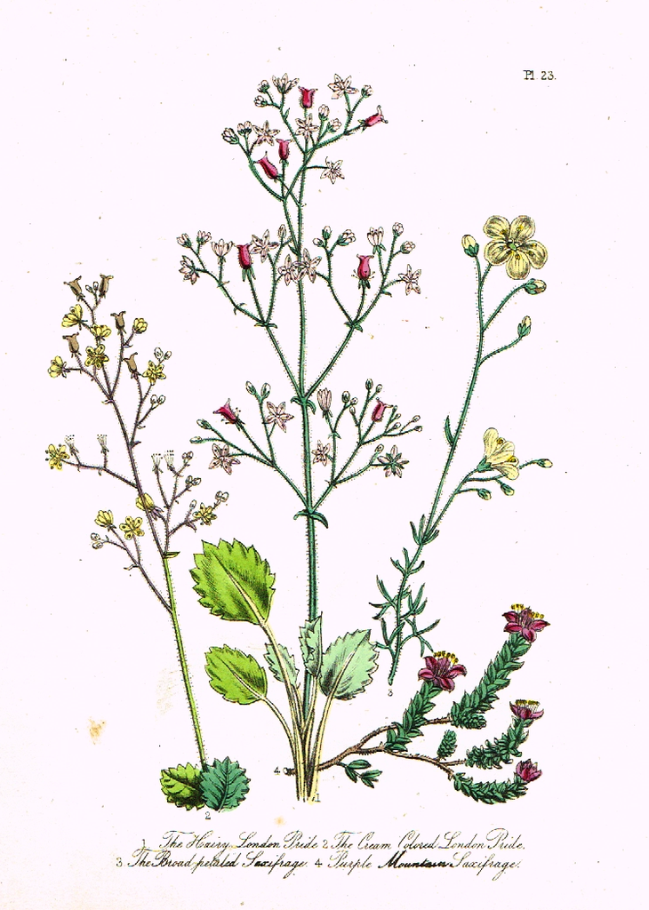 Louden's  Wild Flowers - "BROAD PETALED SAXIFRAGE" -  Hand Colored Lithograph - 1846