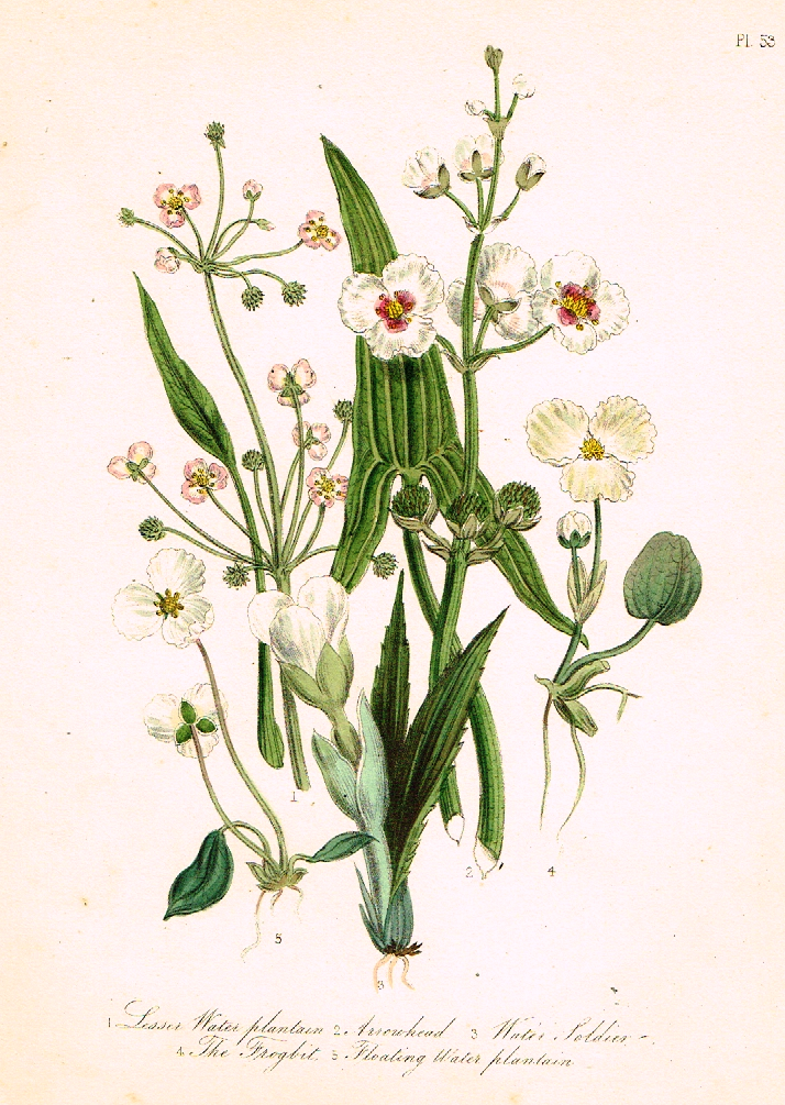 Louden's  Wild Flowers - "ARROWHEAD & FROGBIT" -  Hand Colored Lithograph - 1846