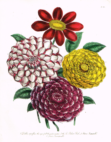 Louden's  Wild Flowers - "DAHLIA SUPERFLUA" -  Hand Colored Lithograph - 1846