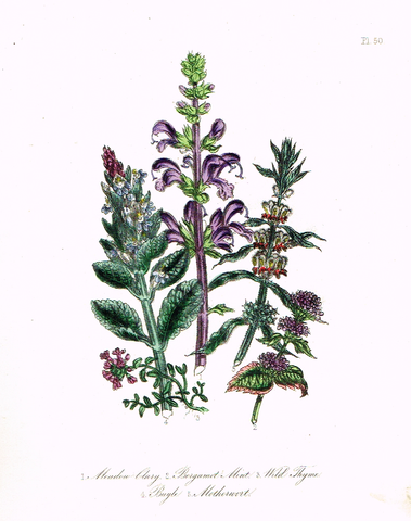 Louden's  Wild Flowers - "MEADOW CLARY" -  Hand Colored Lithograph - 1846