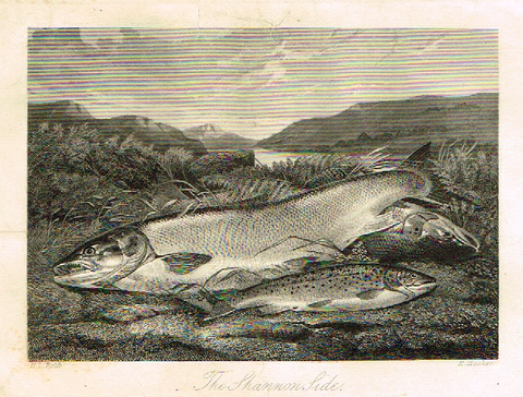 Sporting Magazine - "THE SHANNON SIDE" (FISHING) - Engraving - c1865