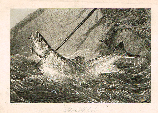 Sporting Magazine - THE GAFF HOOK (FISHING) - Engraving - c1865