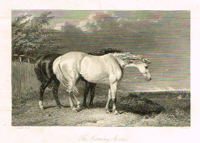 Sporting Magazine - "THE COMING STORM" (HORSES) - Engraving - c1865