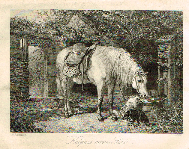 Sporting Magazine - "KEEPERS COME, SIR" (HORSES) - Engraving - c1865