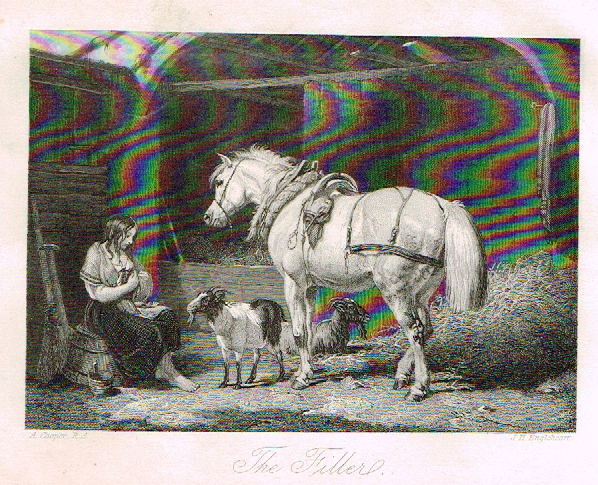 Sporting Magazine - "THE FILLER" (HORSES) - Engraving - c1865