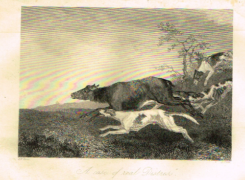 Sporting Magazine - "A CASE OF REAL DISTRESS"  (HUNTING) - Engraving - c1865