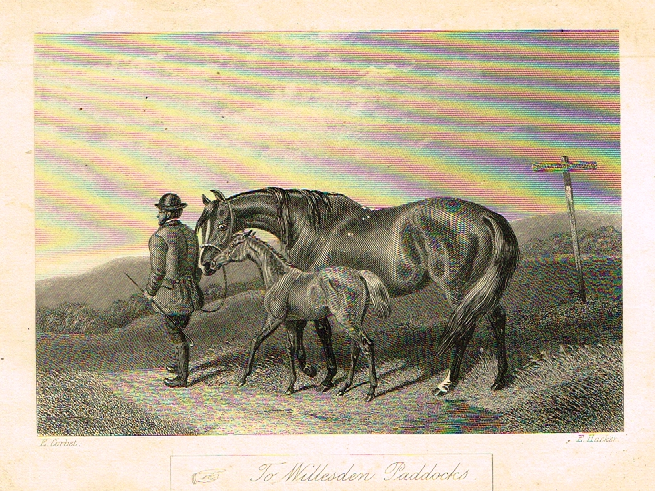Sporting Magazine - "TO WILLESDEN PADDOCKS"  (HORSES) - Engraving - c1865
