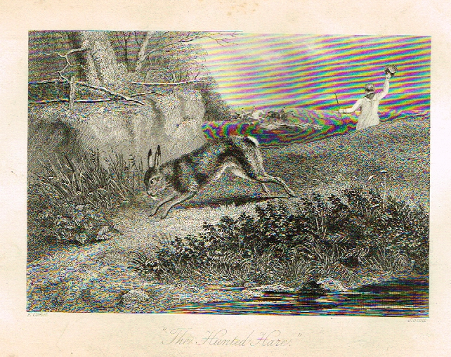 Sporting Magazine - "THE HUNTED HARE"  (HUNTING) - Engraving - c1865
