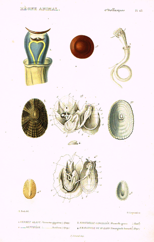 Cuvier's Mollusks - "VERMET GEANT" - Plate 63 - Hand Col'd Engraving - 1830