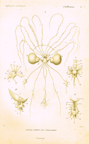 Cuvier's Mollusks - "SYSTEM NERVEUX" - Plate 1f - Copper Engraving - 1830