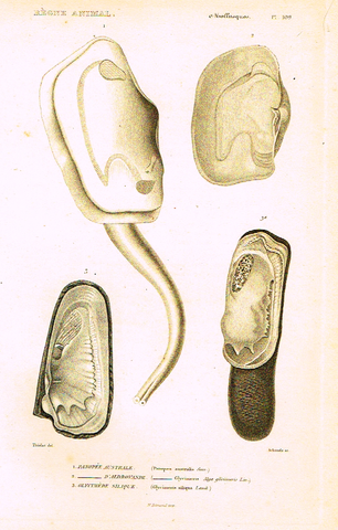 Cuvier's Mollusks - "PANOPEE AUSTRALE" - Plate 109 - Copper Engraving - 1830