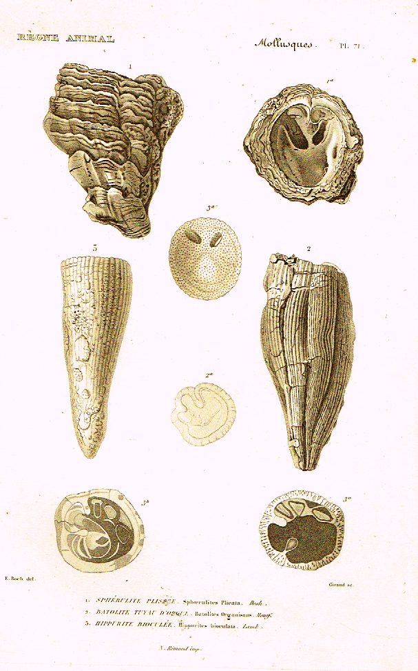 Cuvier's Mollusks - "SHERULITE PLISSEE" - Plate 71 - Copper Engraving - 1830