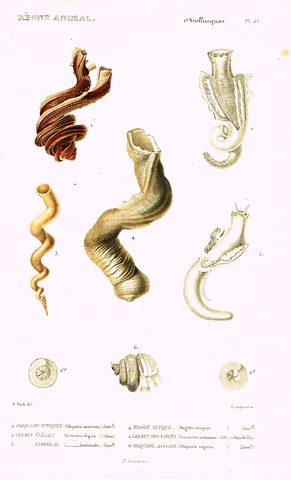 Cuvier's Mollusks - "SILIQUAIRE MURIQUEE" - Plate 62 - Hand Col'd Engraving - 1830