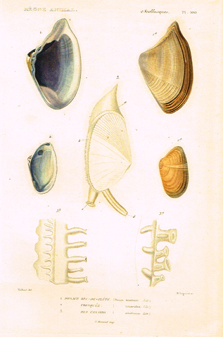 Cuvier's Mollusks - "DONACE BEC-DE-FLUTE" - Plate 100 - Hand Col'd Engraving - 1830
